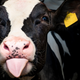 A calf expressing an opinion